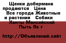 Щенки добермана  продаются › Цена ­ 45 000 - Все города Животные и растения » Собаки   . Ханты-Мансийский,Пыть-Ях г.